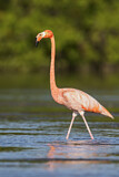 Image. American Flamingo