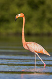 Image. American Flamingo