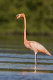 Image. American Flamingo