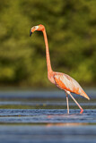 Image. American Flamingo