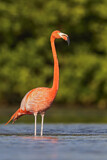 Image. American Flamingo