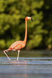 Image. American Flamingo