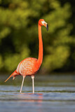 Image. American Flamingo
