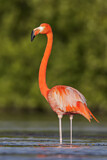 Image. American Flamingo