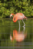 Image. American Flamingo