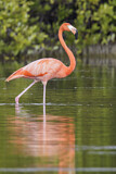 Image. American Flamingo