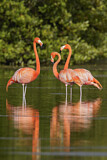 Image. American Flamingo
