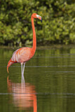 Image. American Flamingo