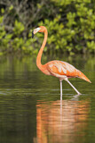 Image. American Flamingo