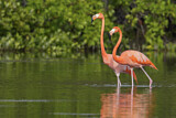 Image. American Flamingo