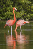 Image. American Flamingo