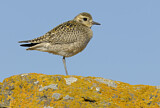 Image. American Golden Plover