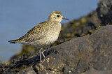 Image. American Golden Plover