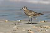Image. American Golden Plover