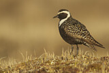 Image. American Golden Plover