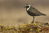 Image. American Golden Plover