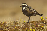 Image. American Golden Plover