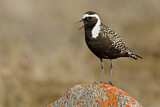 Image. American Golden Plover