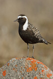 Image. American Golden Plover