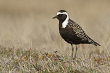 Image. American Golden Plover