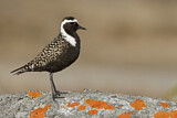 Image. American Golden Plover
