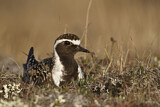 Image. American Golden Plover