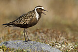 Image. American Golden Plover