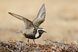 Image. American Golden Plover