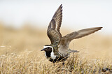 Image. American Golden Plover