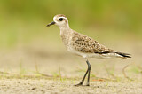 Image. American Golden Plover