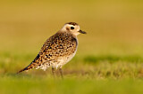 Image. American Golden Plover