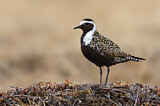 Image. American Golden Plover