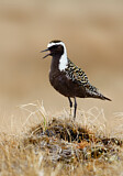 Image. American Golden Plover