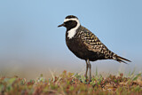 Image. American Golden Plover