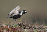 Image. American Golden Plover