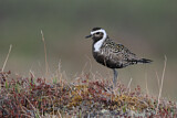 Image. American Golden Plover