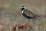 Image. American Golden Plover