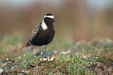 Image. American Golden Plover