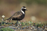 Image. American Golden Plover