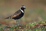 Image. American Golden Plover