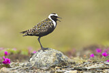 Image. American Golden Plover