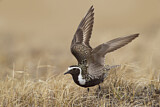 Image. American Golden Plover