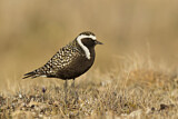 Image. American Golden Plover
