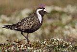 Image. American Golden Plover