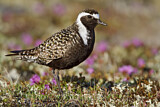 Image. American Golden Plover