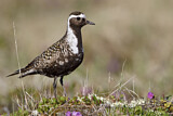 Image. American Golden Plover