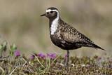 Image. American Golden Plover