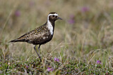 Image. American Golden Plover
