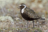 Image. American Golden Plover