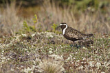 Image. American Golden Plover